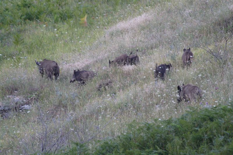 IL CINGHIALE